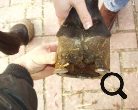  Barhufpflege Ralph Klust — Ihr Hufpfleger in NRW