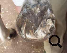  Barhufpflege Ralph Klust — Ihr Hufpfleger in NRW