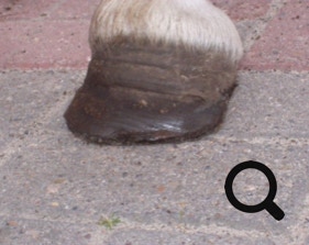  Barhufpflege Ralph Klust — Ihr Hufpfleger in NRW