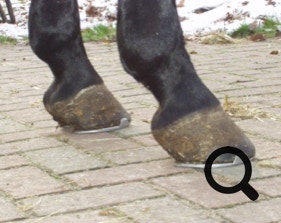  Barhufpflege Ralph Klust — Ihr Hufpfleger in NRW