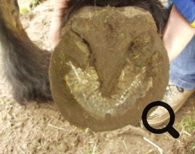  Barhufpflege Ralph Klust — Ihr Hufpfleger in NRW