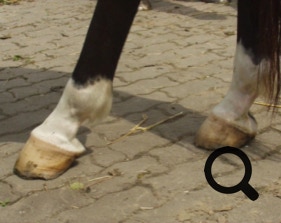  Barhufpflege Ralph Klust — Ihr Hufpfleger in NRW