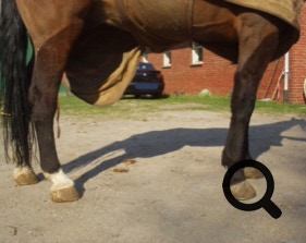  Barhufpflege Ralph Klust — Ihr Hufpfleger in NRW