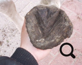  Barhufpflege Ralph Klust — Ihr Hufpfleger in NRW