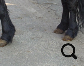  Barhufpflege Ralph Klust — Ihr Hufpfleger in NRW